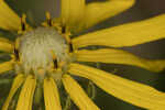 Pineland false sunflower